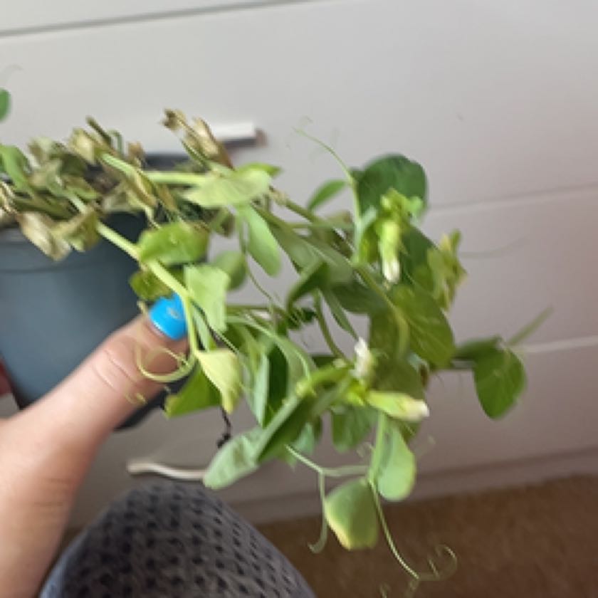 Photo of the plant species Pea sprout by Laura named Huckleberry Fern on Greg, the plant care app