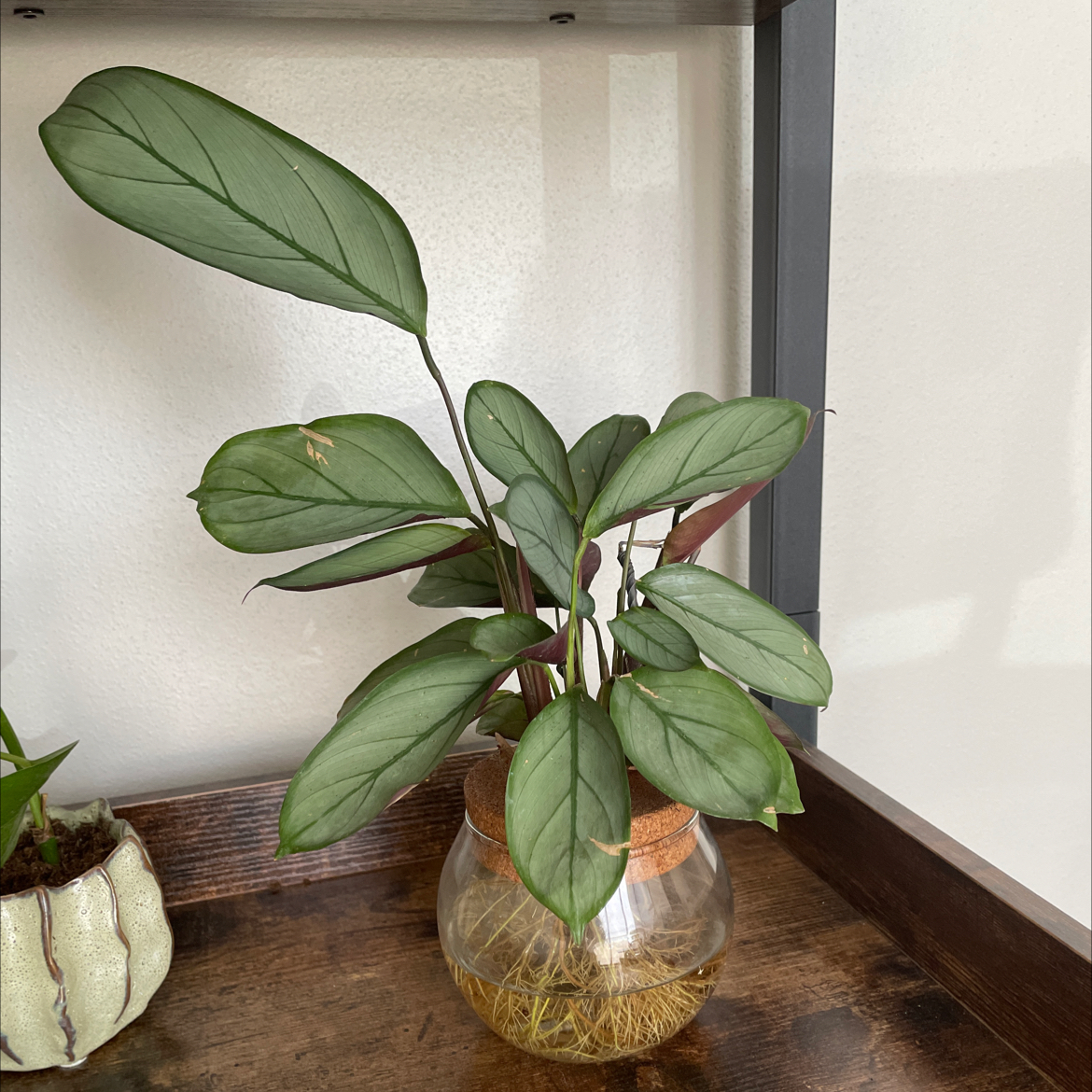 Never Never Plant 'Grey Star' in a glass container with visible roots on a wooden surface.
