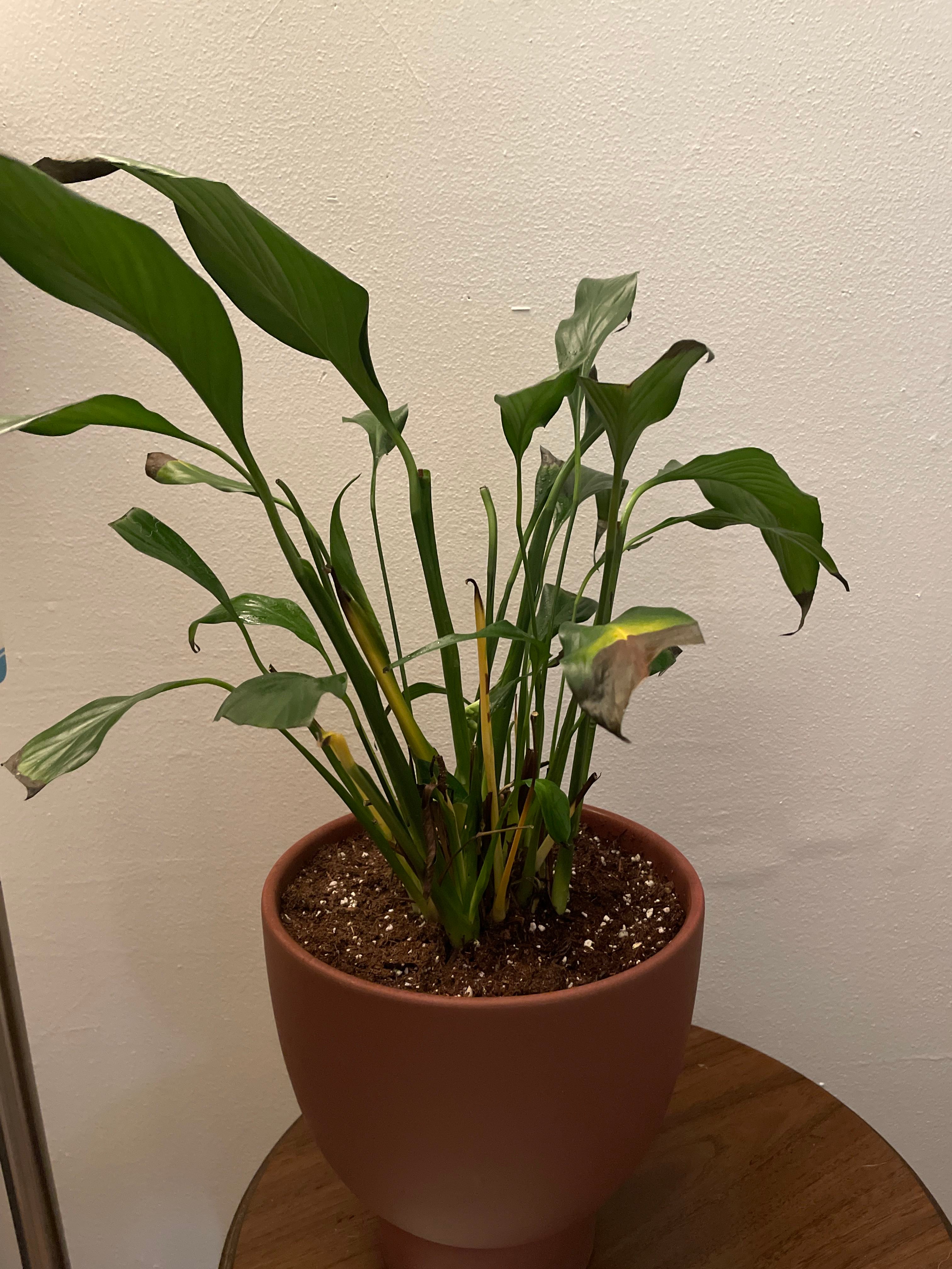 Peace Lily Problems