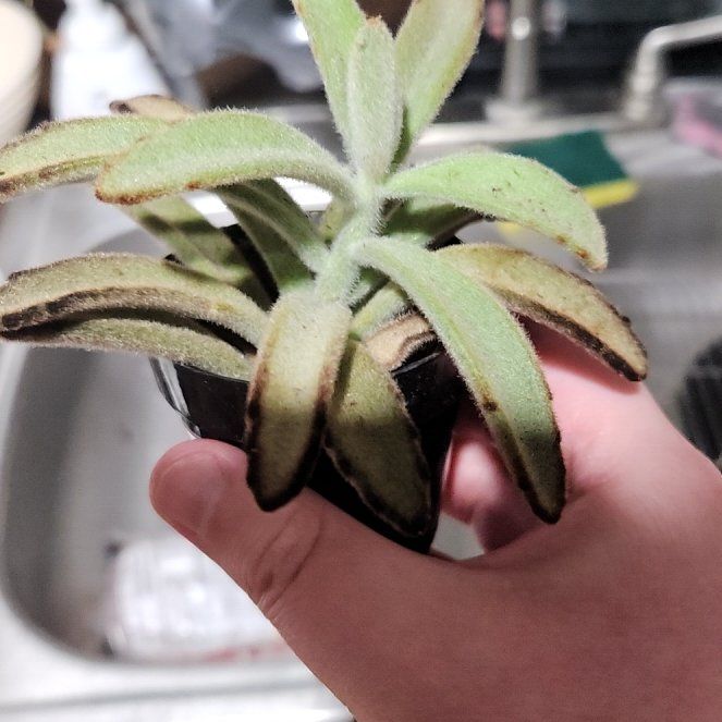 Photo of the plant species Chocolate Soldier by @MasterfulBarley named Mollie on Greg, the plant care app