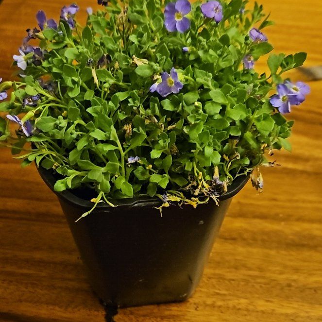 Photo of the plant species Rock Cress by @ClearCaperbush named Diana on Greg, the plant care app