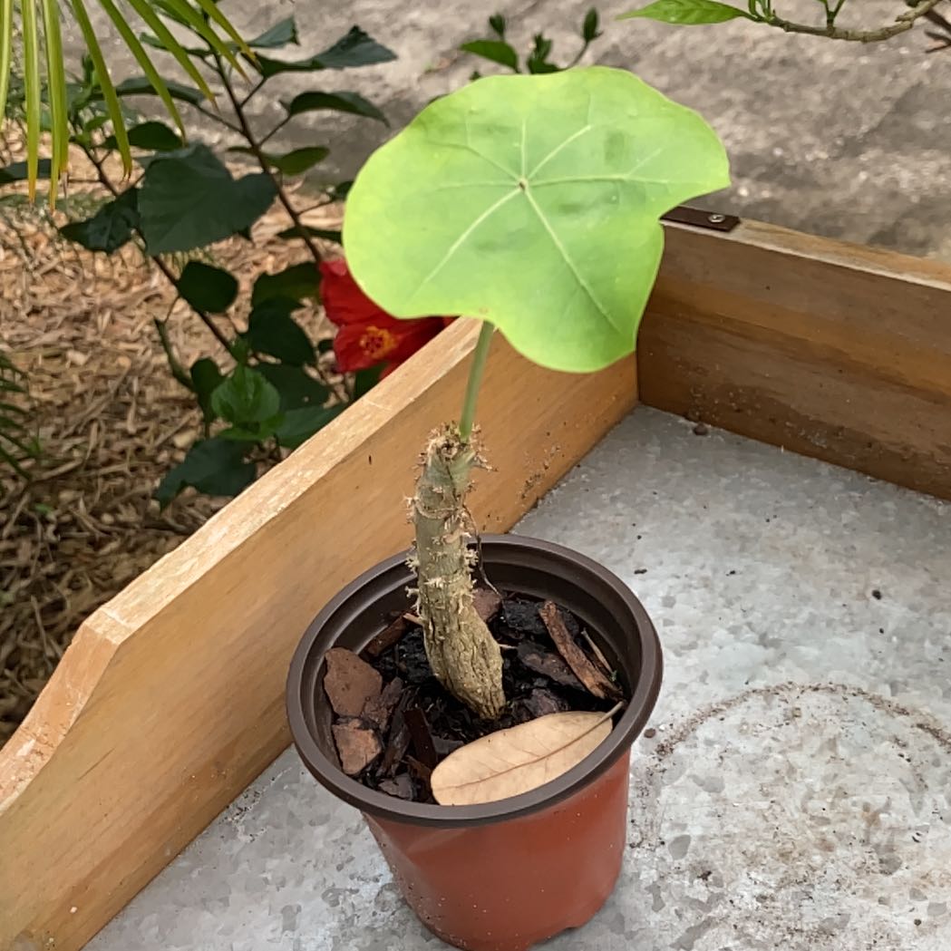 Young Buddha Belly Plant in a small pot with a single large leaf and visible soil.