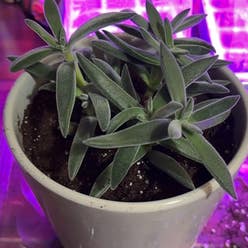 Crassula mesembryanthemoides plant