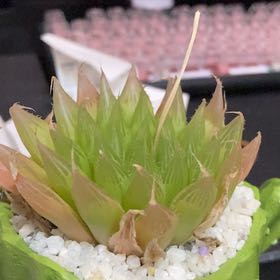 Photo of the plant species Haworthia Cooperi var. Cooperi by @Raph named Graa on Greg, the plant care app