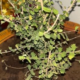 Photo of the plant species Singapore Holly by @SvelteSiricote named Walt on Greg, the plant care app