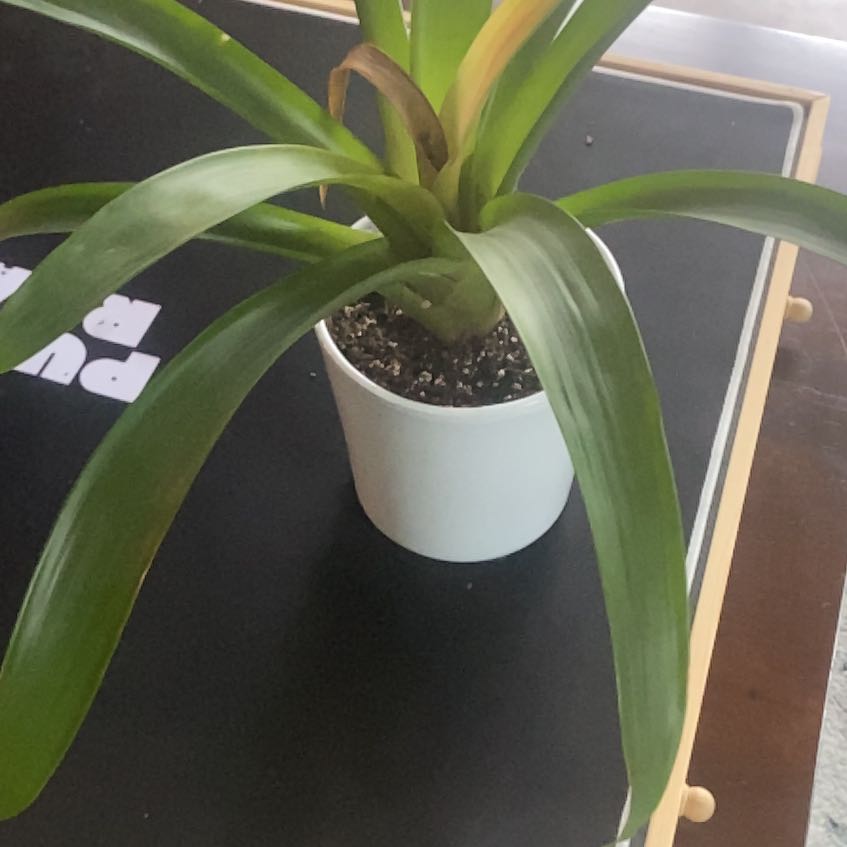 Potted Bromeliad Medusa plant with some browning leaf tips on a dark surface.