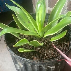 Photo of the plant species Yucca. by @TerrificZzplant named Wilma on Greg, the plant care app