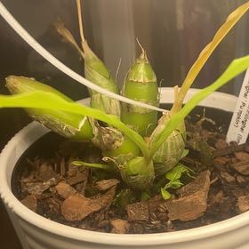 Photo of the plant species orchid by @TerrificZzplant named Bjork on Greg, the plant care app