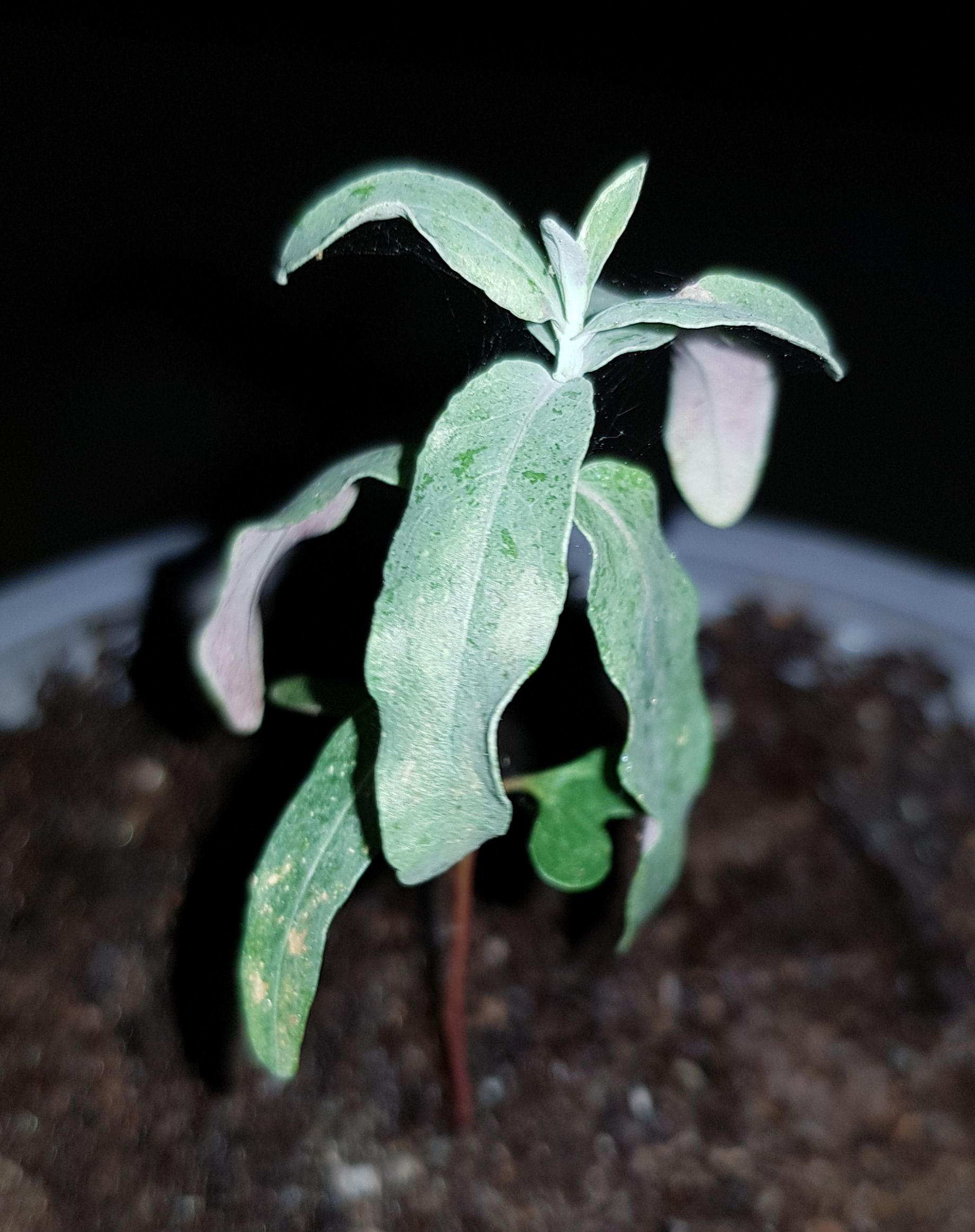 🌈 10 Tips for How to Plant Your Rainbow Eucalyptus