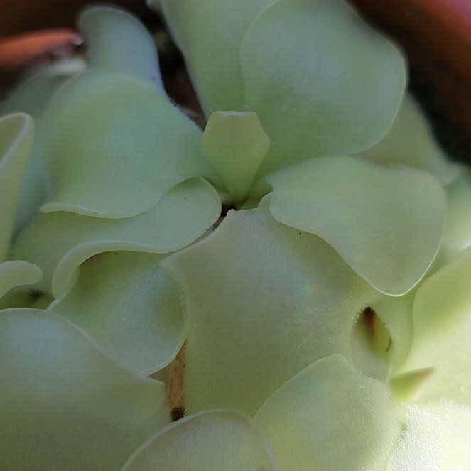 Photo of the plant species Tina Butterwort by @FancyCoralbells named Elina on Greg, the plant care app