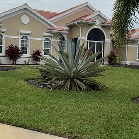 Photo of the plant species Sisal by @ActualRedpepers named Delilah on Greg, the plant care app