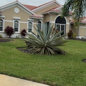 Photo of the plant species Sisal by @ActualRedpepers named Dolores on Greg, the plant care app
