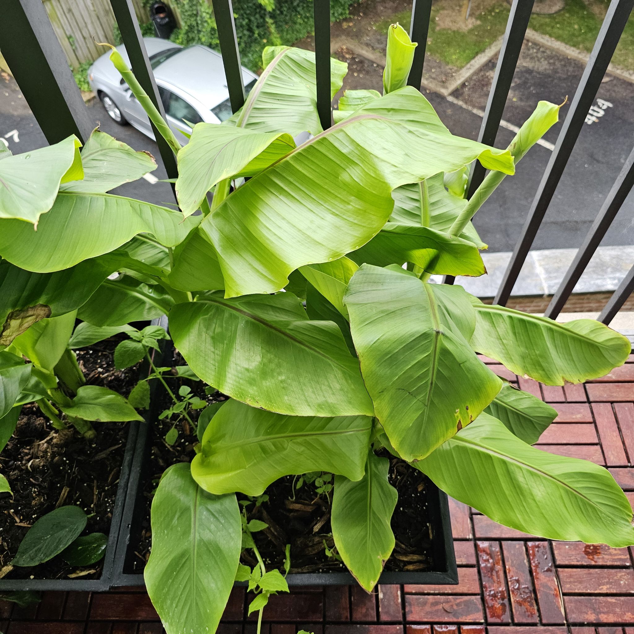 Japanese Banana plant with large green leaves on a balcony.