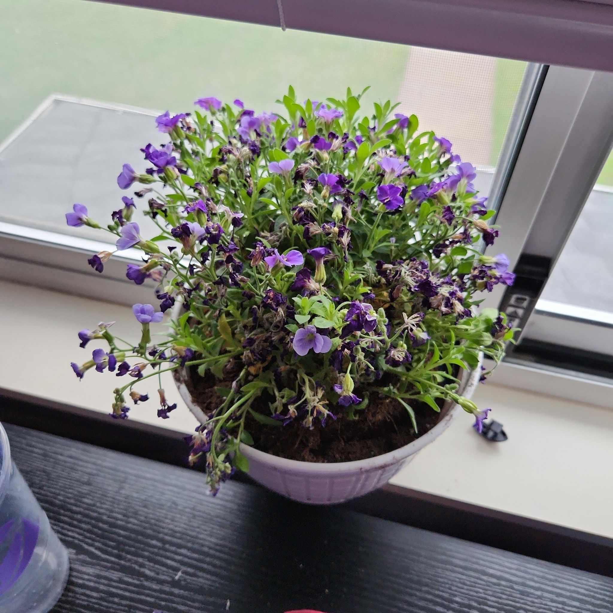 Photo of the plant species Rock Cress by @SteadfastComet named Kobe on Greg, the plant care app