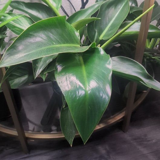 Photo of the plant species Congo Green Philodendron by @ExecGianttaro named Philodendron on Greg, the plant care app