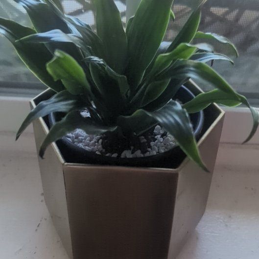 Photo of the plant species Dracaena Compacta by @ExecGianttaro named Dracaena on Greg, the plant care app