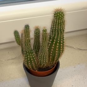 Photo of the plant species Assorted Pilosocereus by @LustrousGinseng named McKinley on Greg, the plant care app