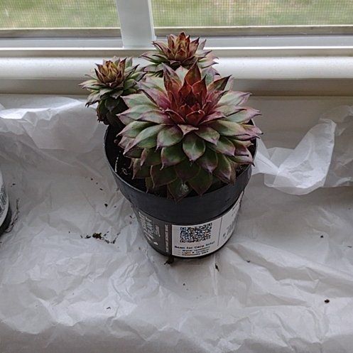Photo of the plant species Sempervivum 'Red Heart' by @MellowStarlotus named Amanda on Greg, the plant care app