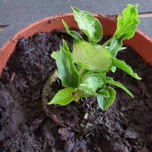Photo of the plant species Syngonium Mouse Ears by @JuicyKippernut named A. Avogadro on Greg, the plant care app
