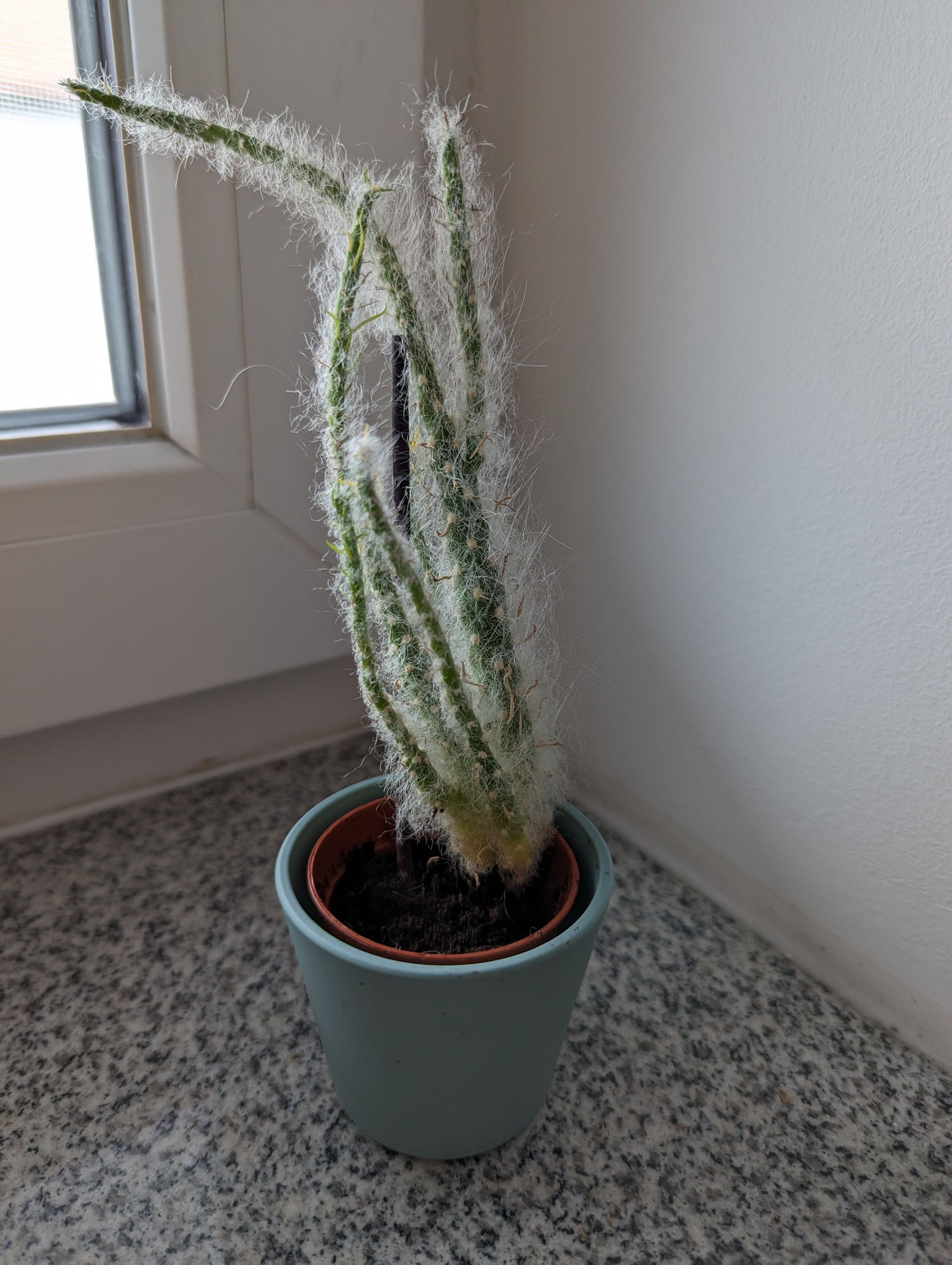 Photo of the plant species Old Man Opuntia by @JuicyKippernut named W. Pauli on Greg, the plant care app