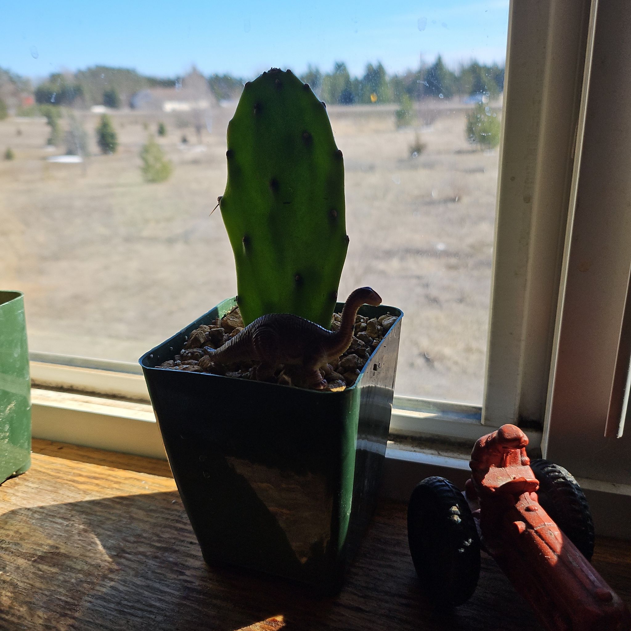 Photo of the plant species Opuntia 'Desert Ace' by @ClassicMayapple named Ventura on Greg, the plant care app