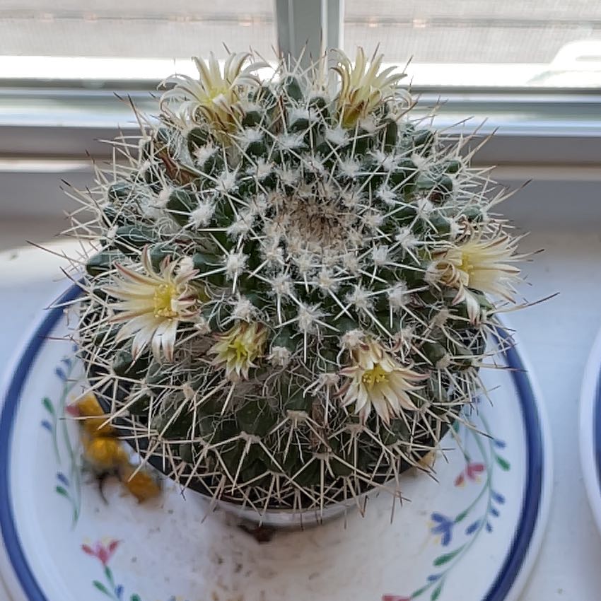 Mammillaria karwinskiana 'Nejapensis' cactus with flowers, well-framed and in focus.