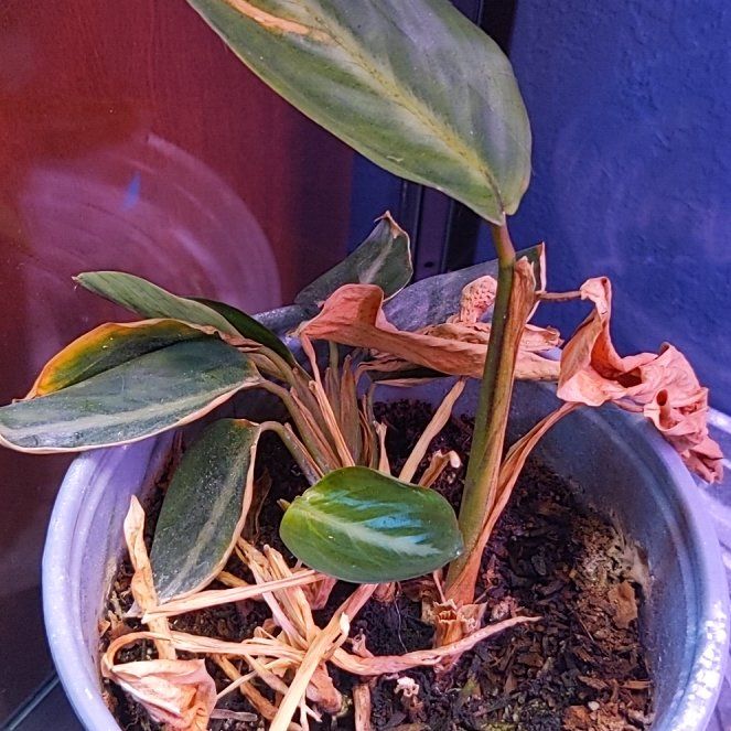 Photo of the plant species prayer plant by @RoundGreyknight named Pax on Greg, the plant care app