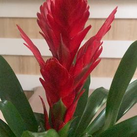 Photo of the plant species Bromeliad Vriesea by @LogicalCalathea named Oscar on Greg, the plant care app