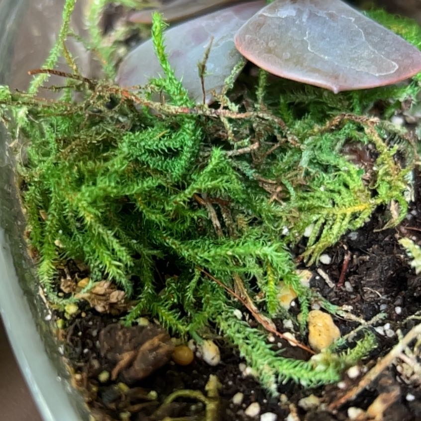 Photo of the plant species Dendrolycopodium dendroideum by @YiftPaparazzi named Lola on Greg, the plant care app