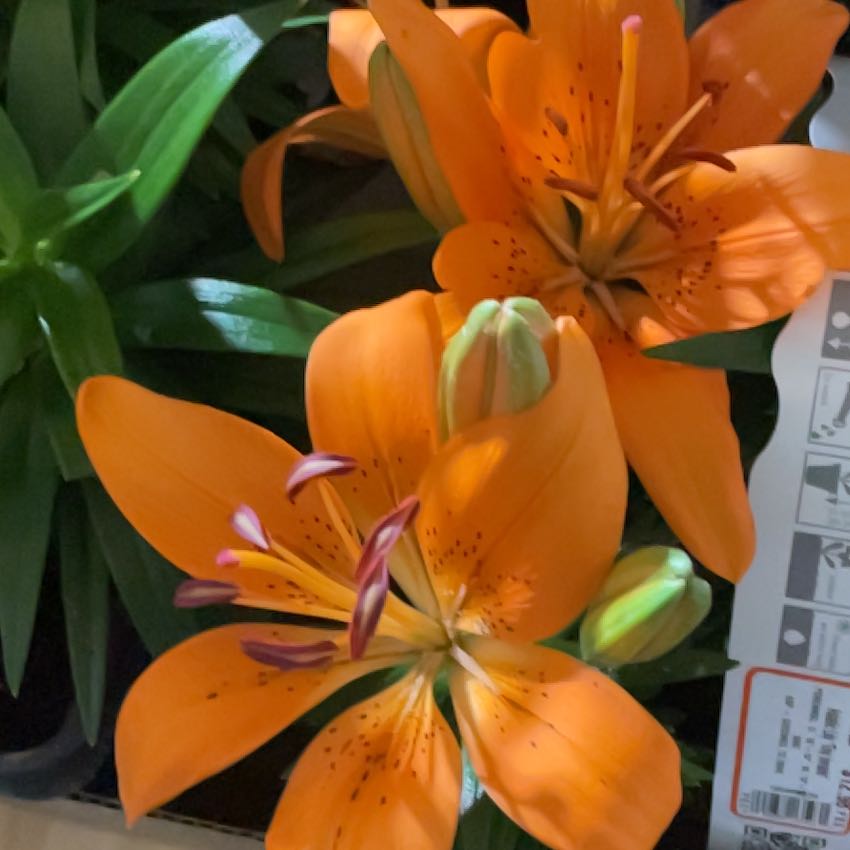 Photo of the plant species Asiatic Lily Red Highland by @PeakEnglishoak named Taylor Swift on Greg, the plant care app