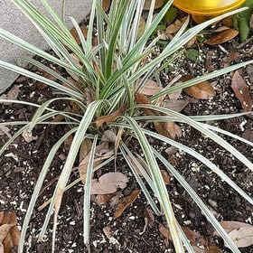 Photo of the plant species Japanese Sedge by @UniqueDyebush named Demi on Greg, the plant care app