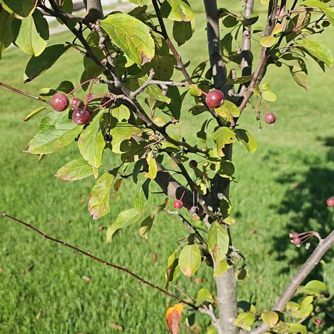 Photo of the plant species Crab Apple by @SpotonTamarack named Maya on Greg, the plant care app