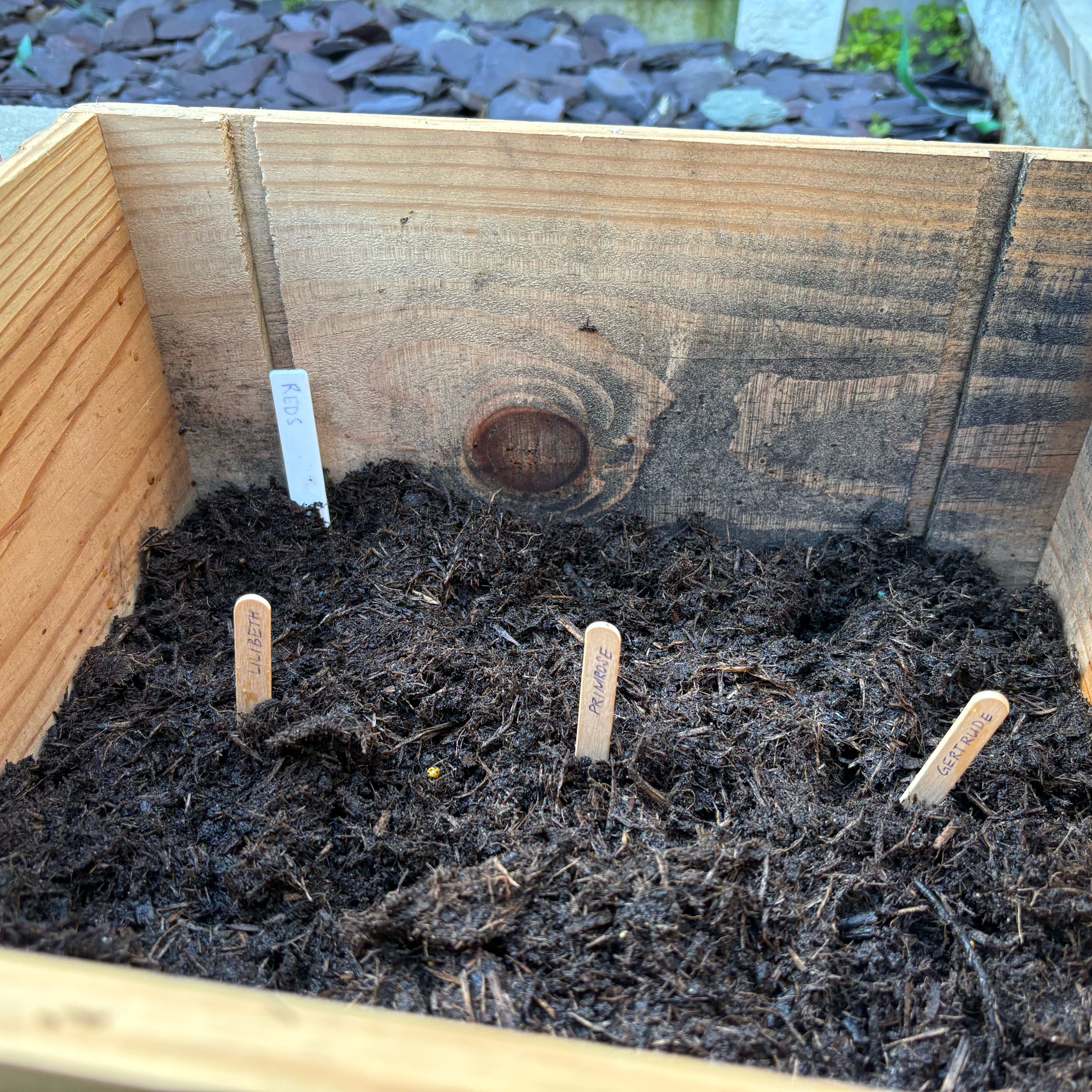 Wooden planter box filled with soil and plant markers for Mexican Sunflower.
