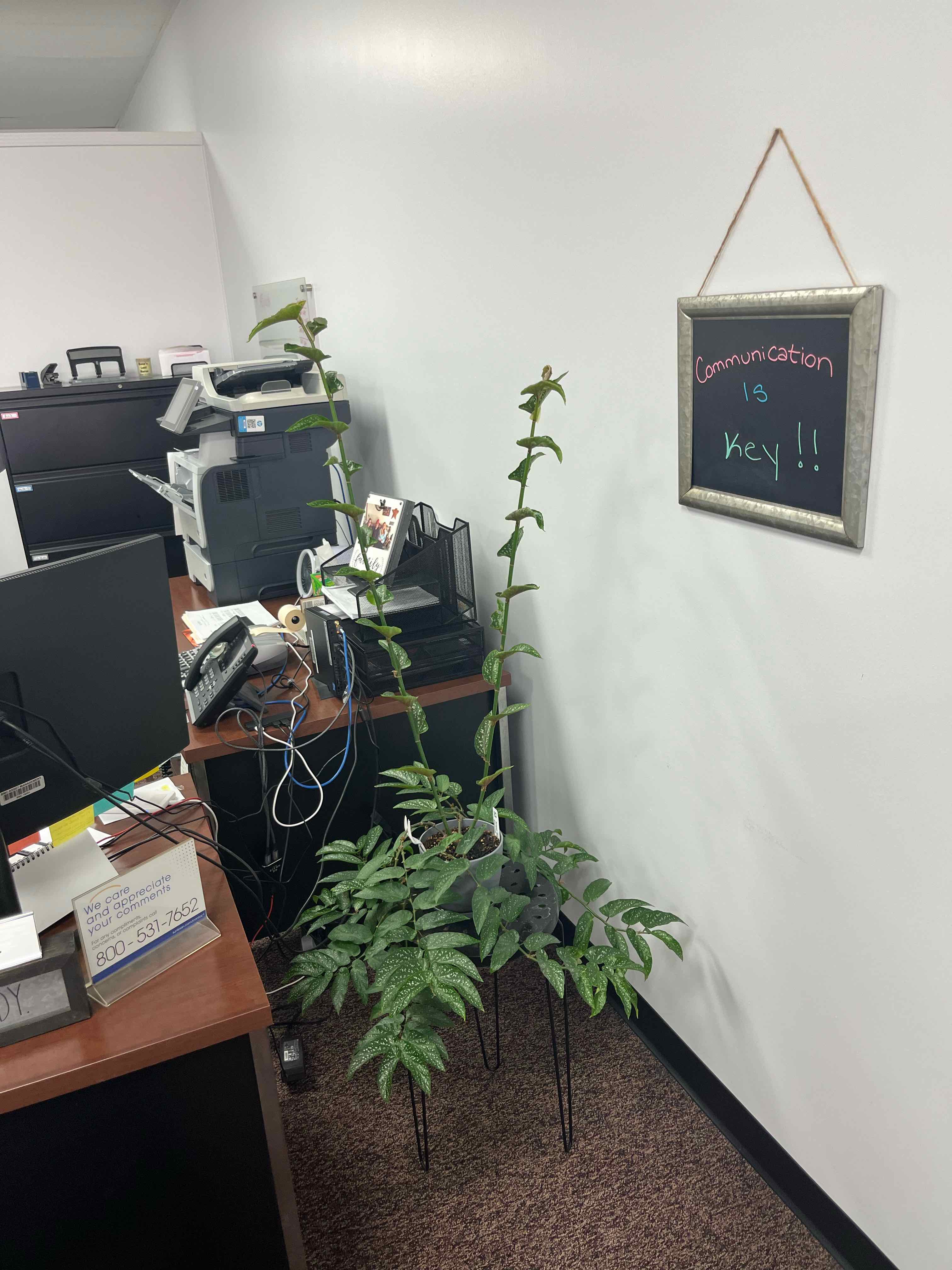 Photo of the plant species Angel Wing 'Frosty' by @StarDeathcap named Cupid on Greg, the plant care app