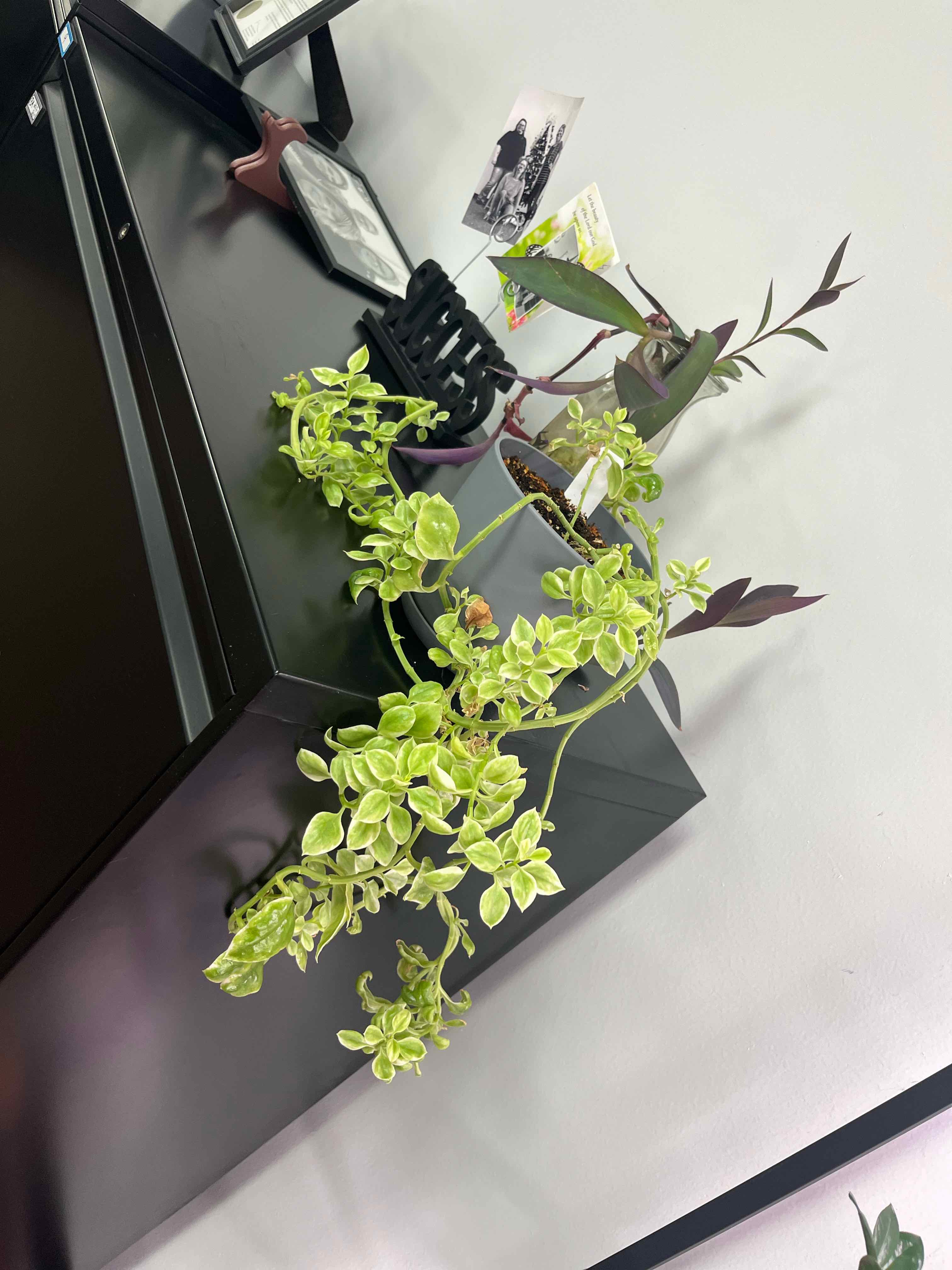 Photo of the plant species Doreanthus bellidiformis 'Mezoo' by @StarDeathcap named Hannibal on Greg, the plant care app