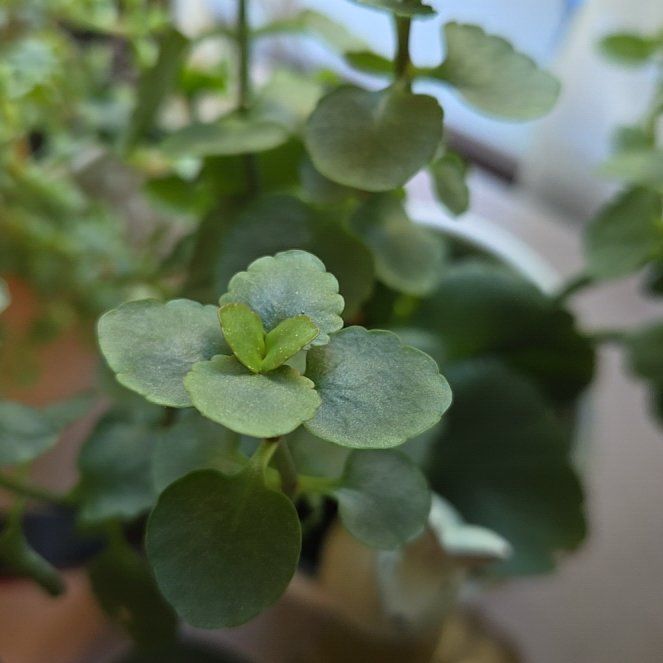 Photo of the plant species American Golden Saxifrage by @LoyallyUngnadia named Sol on Greg, the plant care app