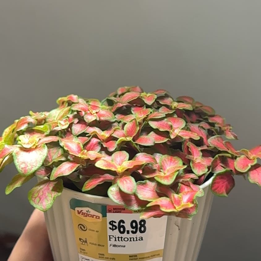 Photo of the plant species Fittonia Grey Sensation by @OfficialEdboi named Elina on Greg, the plant care app