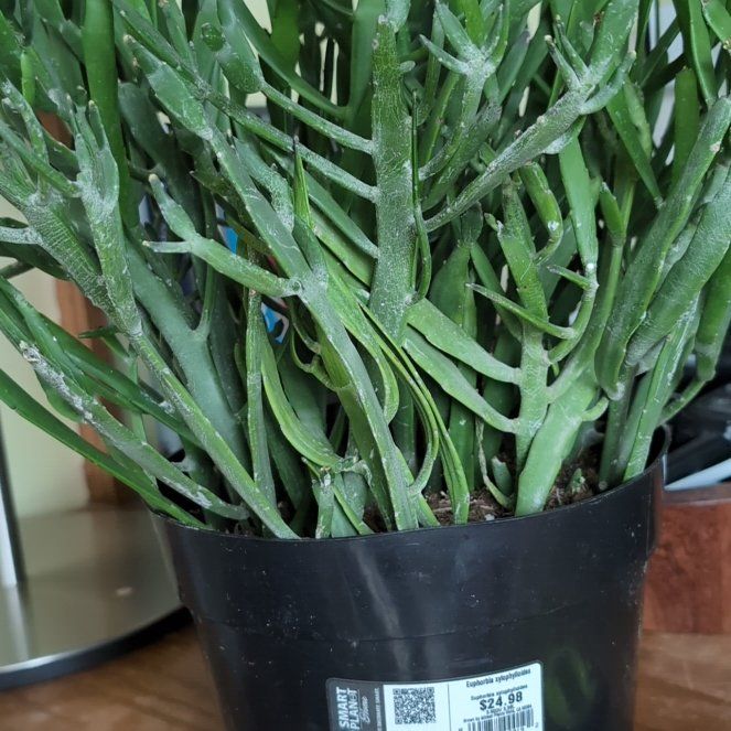 Photo of the plant species Euphorbia xylophylloides by @JazzyCoralberry named James Dean on Greg, the plant care app