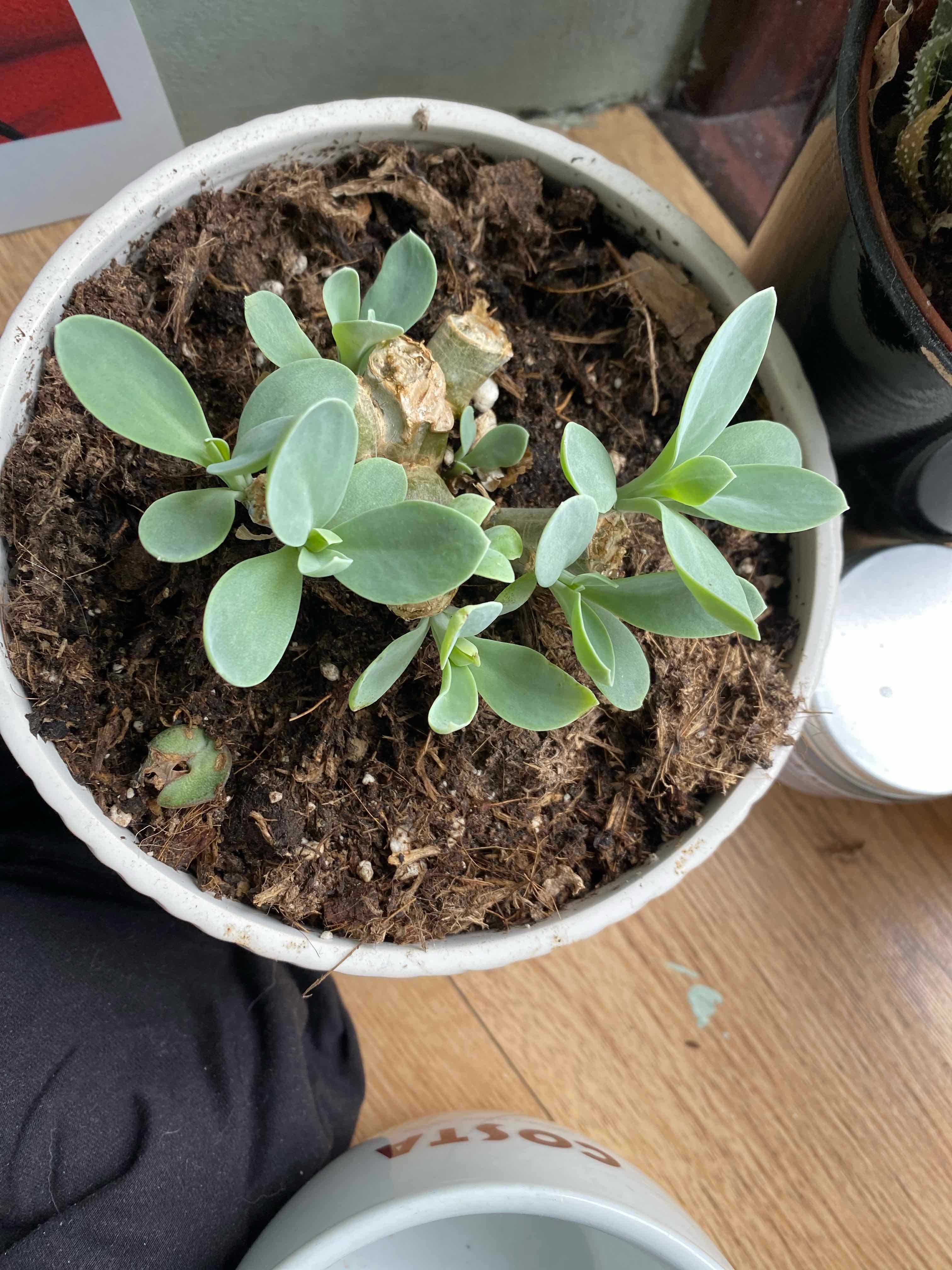 Potted Texas Barometer Bush with healthy green leaves and visible soil.