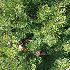 Dwarf Mountain Pine plant