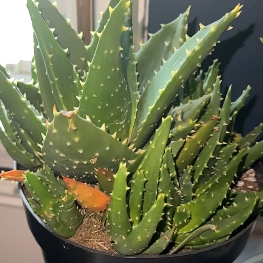 Photo of the plant species Aloe 'T-Rex' by @MerrySedeveria named Fernie Mac on Greg, the plant care app
