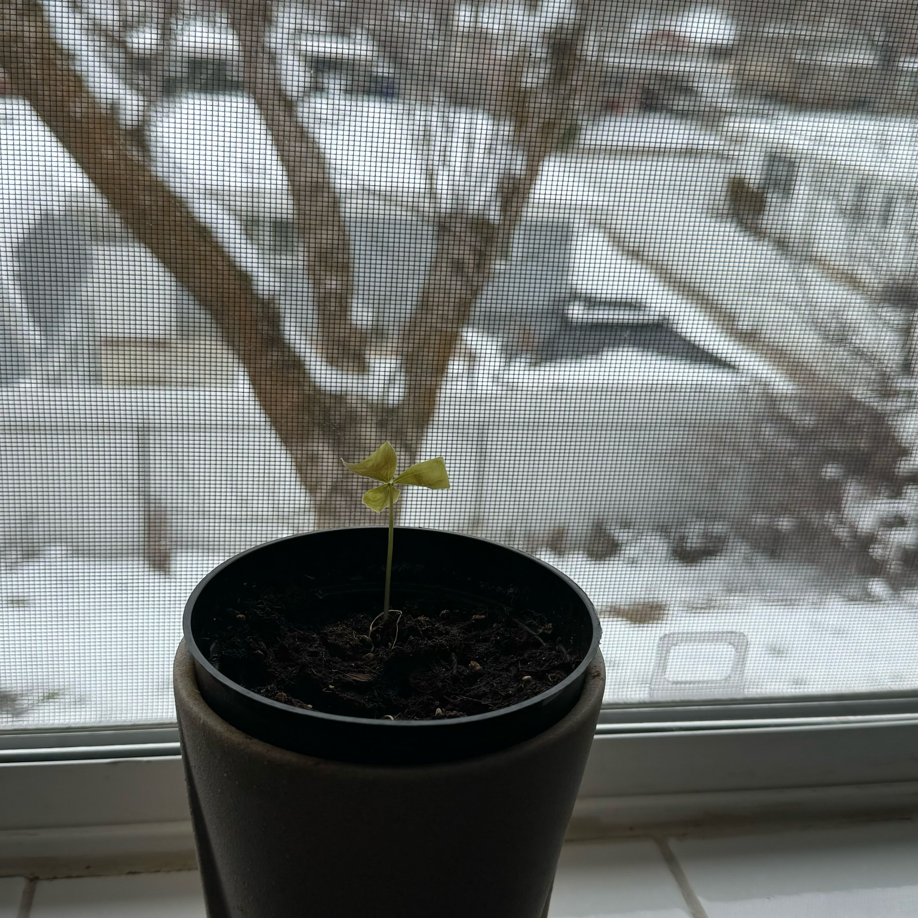 Young Shamrock plant in a pot with a snowy outdoor background.
