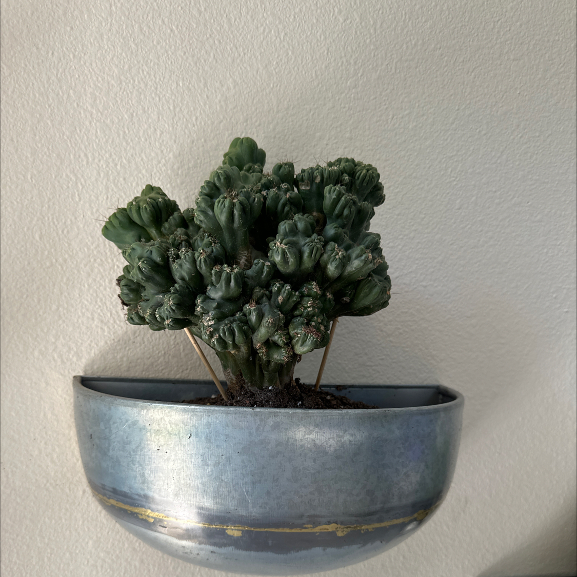 Potted Peyote cactus mounted on a wall, appearing healthy.