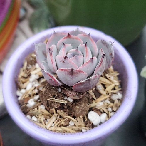 Photo of the plant species Echeveria Laulensis by @SacredFreesia named Diana on Greg, the plant care app