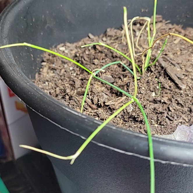 Photo of the plant species Ma Huang by @SpunkySedumogon named Denali on Greg, the plant care app