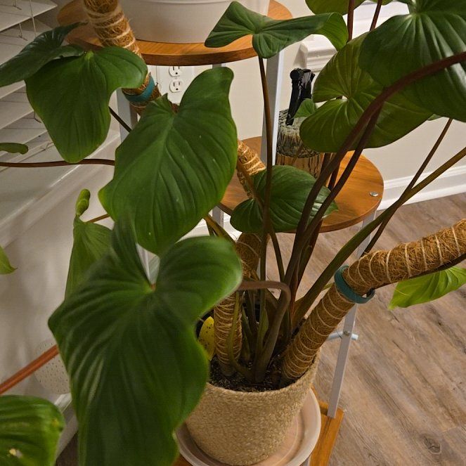 Photo of the plant species Alocasia Blizzard by @KyroNymph named Elephant's Ear on Greg, the plant care app