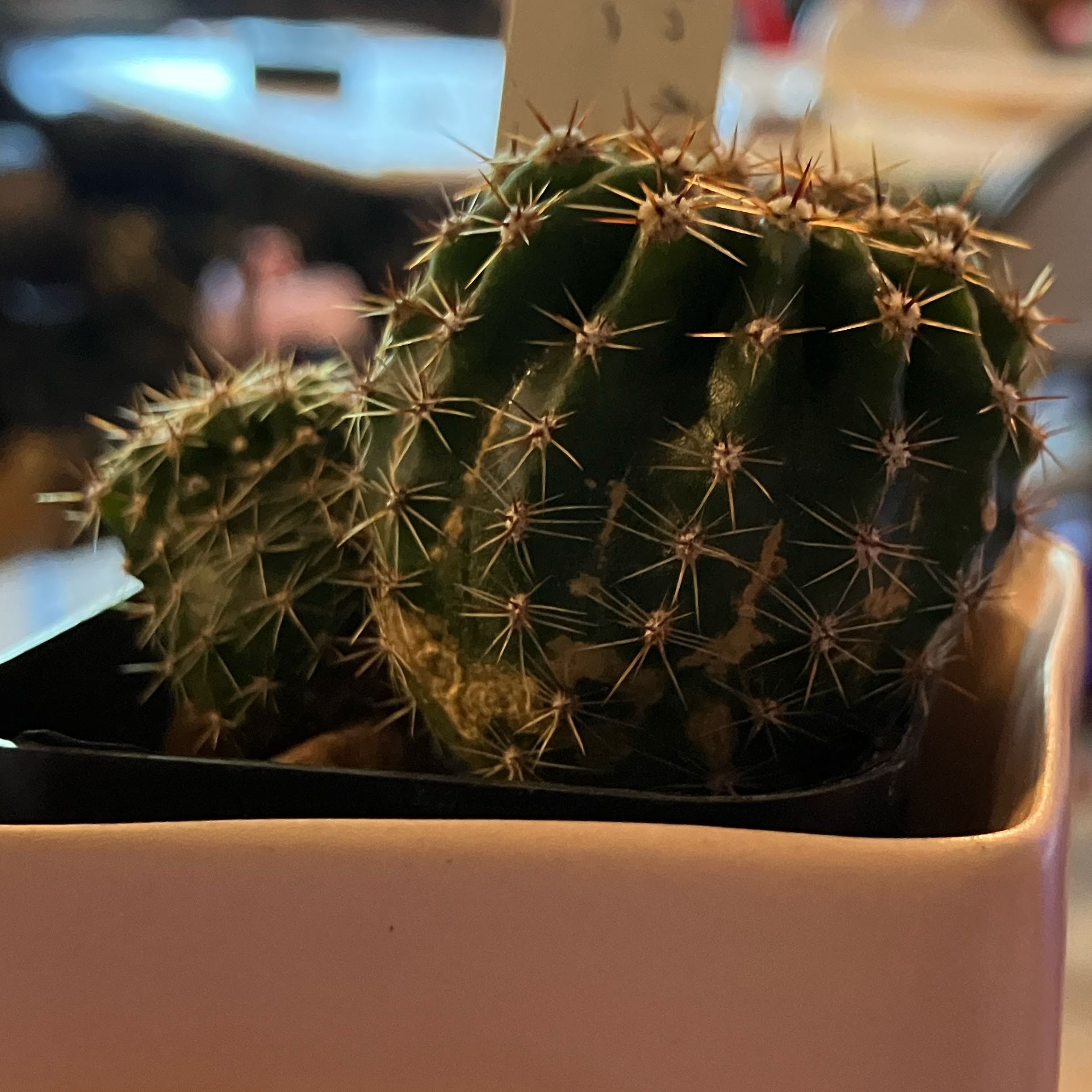 Photo of the plant species hedgehog cacti by @CoolTarbush named Huckleberry Fern on Greg, the plant care app