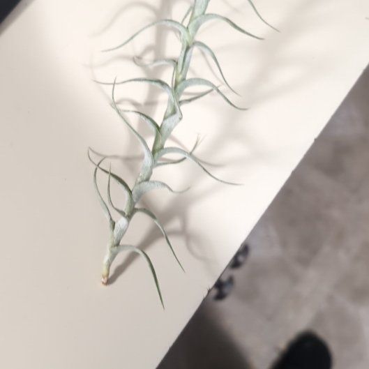 Photo of the plant species Tillandsia albida by @Melanieblaine named Air Climber on Greg, the plant care app
