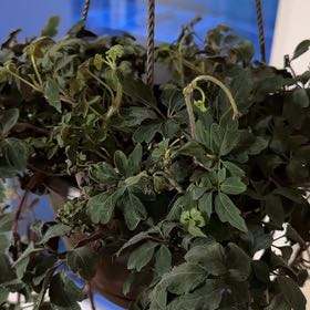 Photo of the plant species Purple Plush by @AbleThemiller named Drake on Greg, the plant care app