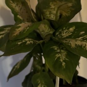 Photo of the plant species Dumb Cane by @AbleThemiller named Keanu Leaves on Greg, the plant care app